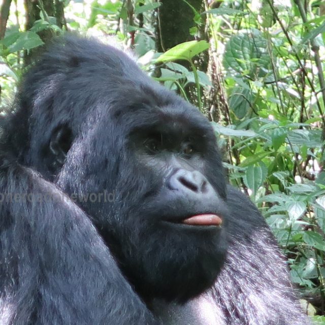 How much does it cost Silverback gorilla & Nyiragongo